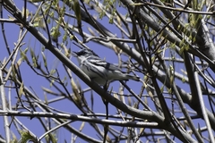 Setophaga cerulea