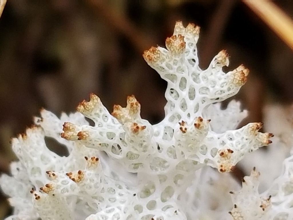 Pulchrocladia