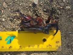 Oryctes nasicornis grypus