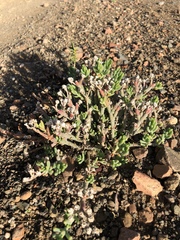 Mesembryanthemum nodiflorum