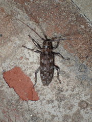 Monochamus titillator