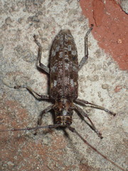 Monochamus titillator