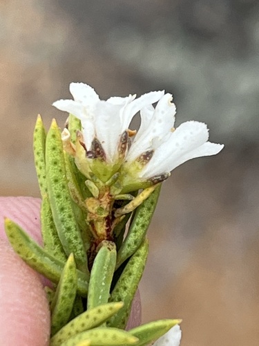 Witteberg Porcelainflower (Acmadenia wittebergensis)