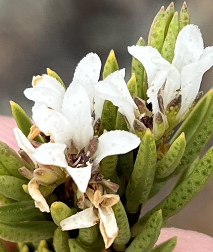 Image of Acmadenia wittebergensis by (c) Dave U, some rights reserved (CC BY-SA)