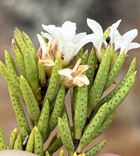 Image of Acmadenia wittebergensis by (c) Dave U, some rights reserved (CC BY-SA)