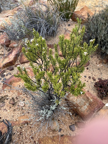 Image of Acmadenia wittebergensis by (c) Dave U, some rights reserved (CC BY-SA)