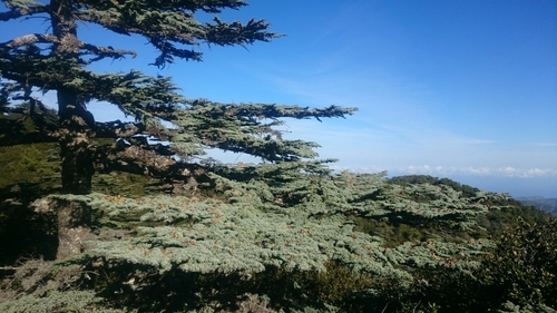 Cyprus cedar (Cedrus brevifolia)