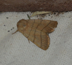 Charanyca trigrammica