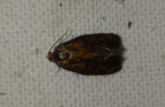 Ptycholoma lecheana
