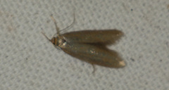Pseudatemelia subochreella