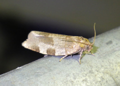 Choristoneura hebenstreitella