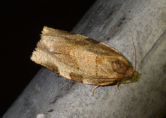 Choristoneura hebenstreitella