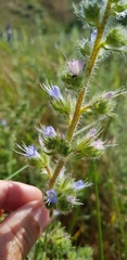 Echium italicum biebersteinii