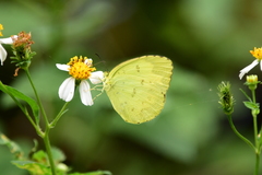Eurema blanda arsakia