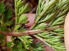Anisotome haastii
