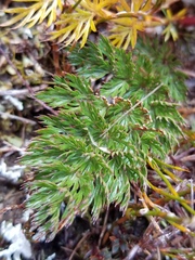 Anisotome haastii