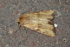 Apamea sublustris