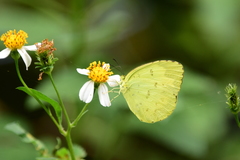 Eurema blanda arsakia