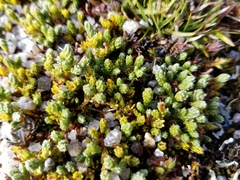 Kelleria