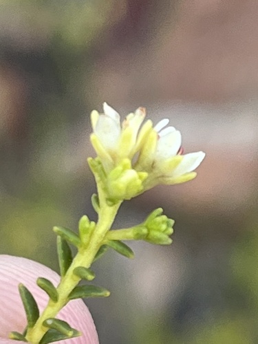 Kleinkaroo Bitterbuchu (Diosma recurva)