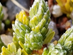 Kelleria