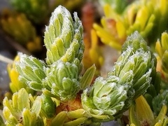 Kelleria