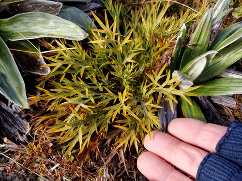 Aciphylla hookeri (Aciphylla hookeri)