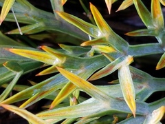 Aciphylla hookeri