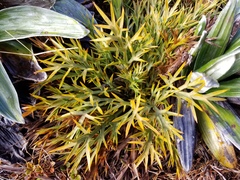 Aciphylla hookeri