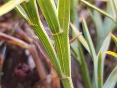 Aciphylla hookeri