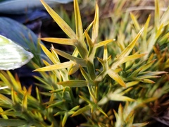 Aciphylla hookeri