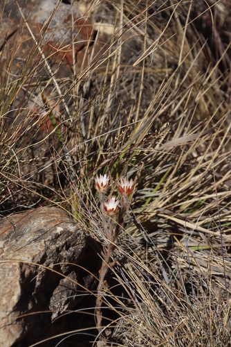 Image of Helichrysum adenocarpum by (c) Tony Rebelo, some rights reserved (CC BY-SA)