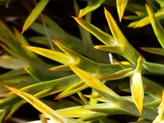 Aciphylla hookeri