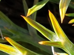 Aciphylla hookeri