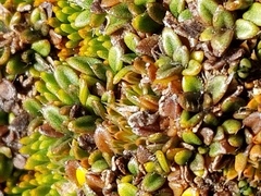 Actinotus novae-zelandiae