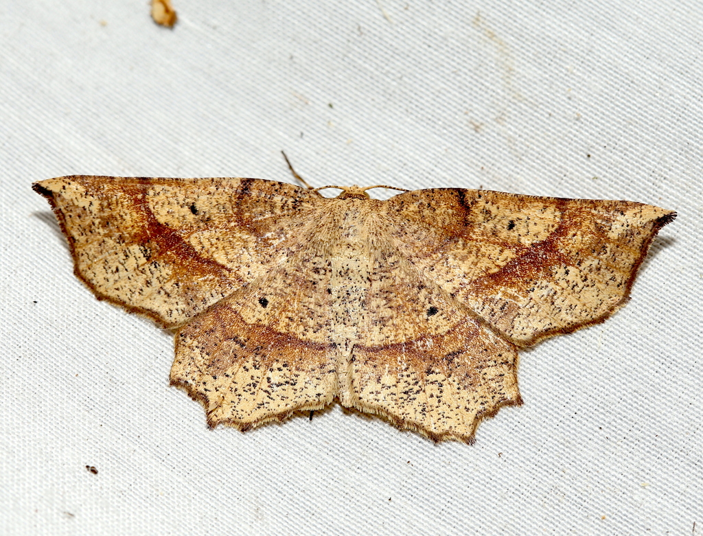 Forked Euchlaena Moth