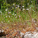 Montia parvifolia parvifolia - Photo (c) Thayne Tuason, osa oikeuksista pidätetään (CC BY-NC)