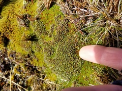 Actinotus novae-zelandiae