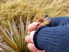 Celmisia armstrongii