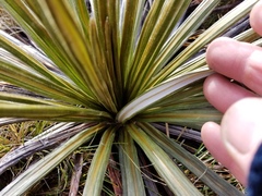 Celmisia armstrongii