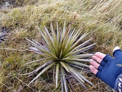 Celmisia armstrongii