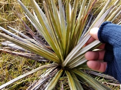 Celmisia armstrongii