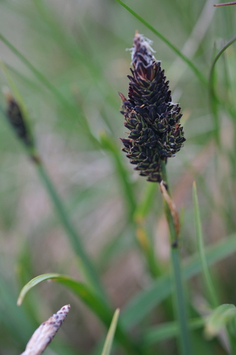 Carex dacica, photograph 6