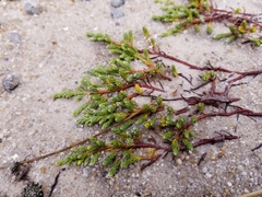 Kelleria