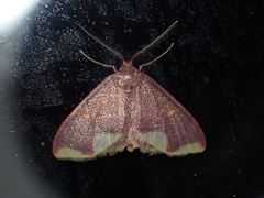 Lophosis labeculata