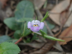 Bonnaya ruelloides