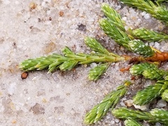 Kelleria
