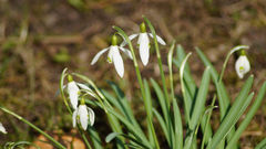 Galanthus nivalis