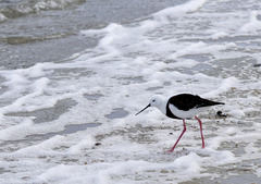 Cladorhynchus leucocephalus