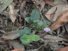 Bonnaya ruelloides